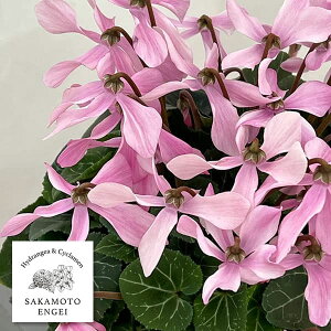 VNFI[gWCi25-01j5Ayi̔z