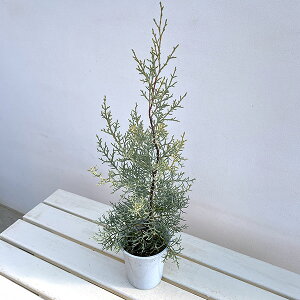 �Ԗ� ��؂̕c/�R�j�t�@�[�i�������j�F�u���[�A�C�X4�����A��