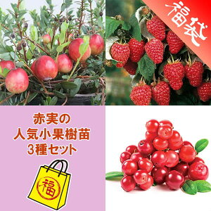 �ʎ��̕c/�Ԏ��̐l�C���ʎ��c3��Z�b�g�i�N�����x���[�E�����S���x���[�E���Y�x���[ �|���i�j