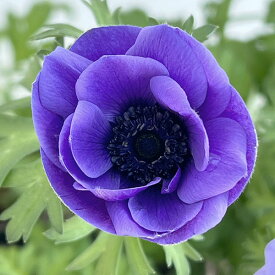 草花の苗/アネモネ：絢花（アヤカ）ブルー系3〜3.5号ポット