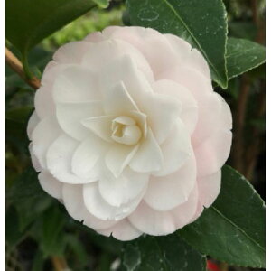 �Ԗ� ��؂̕c/�ցi�c�o�L�j�F�^�~�A 4���|�b�g