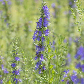 ハーブの苗/[送料無料]ヒソップ：ブルー（青花）3号ポット 24株セット