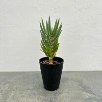 楽天市場】アロエ ディコトマ（花・観葉植物｜花・ガーデン・DIY）の通販