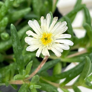 Ԃ̕c/}coMNFЂ܉ԉ h zCg3|bg 6Zbg