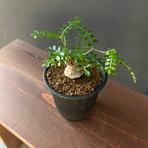 ϗtA/IyNJAFpLvXi}j 3A