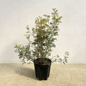 Ԗ ؂̕c/OrAFN[pbV 6A