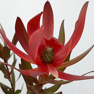 Ԗ ؂̕c/[JfhFbhWF 6A