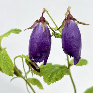 Ԃ̕c/Jpjiz^uNjFCfBSu[4.5|bg