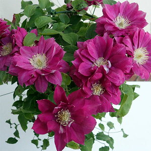 N}`X̕c/N}`XFbhX^[4|bg