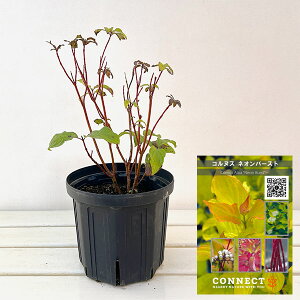 �Ԗ� ��؂̕c/�T���S�~�Y�L�i�R���k�X�A���o�j�F�l�I���o�[�X�g6���|�b�g