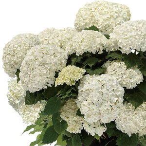 Ԗ ؂̕c/AWTCiAJjFt[t4|bg