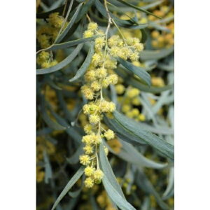 Ԗ ؂̕c/AJVAFyf5|bg