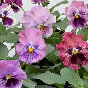 Ԃ̕c/pW[F x_[sN3.5|bg