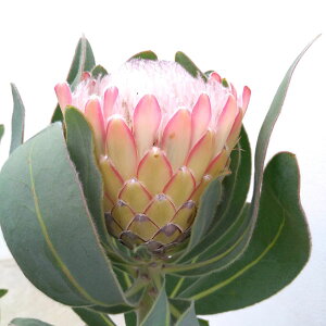 Ԗ ؂̕c/i킯jveAFXU[iԏIj 5A