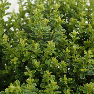 Ԗ ؂̕c/vybgEO[O[o5|bg