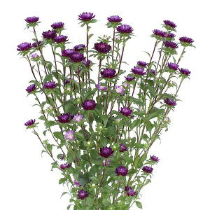 Ԃ̕c/AX^[FRRbg iCg3.5|bg