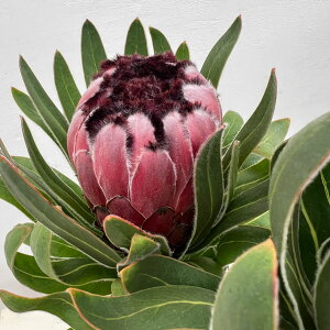 Ԗ ؂̕c/veAFI[XgXr[ 5A