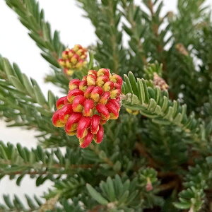 Ԗ ؂̕c/OrAFt@C[[NX4|bg