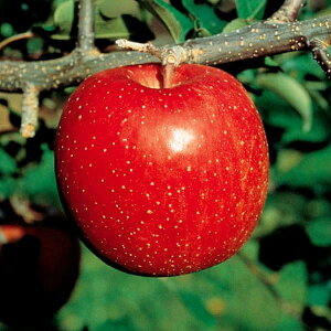 ʎ̕c/SFi߂j4`5|bg