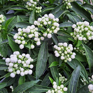 Ԗ ؂̕c/AWTCi΁jFRiWEUj3|bg