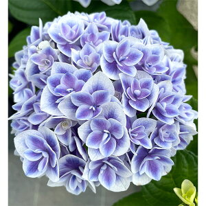 Ԗ ؂̕c/AWTCFٖPTi|ELEj3|bg