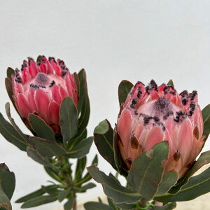 Ԗ ؂̕c/veAFI[XgXsN 7A25-04