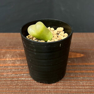 ϗtA/RmtBcF}EKj[ 2.5A