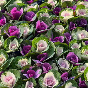 Ԃ̕c/n{^itOjFv`iP[ NX^ fGbg񂹐A3|bg