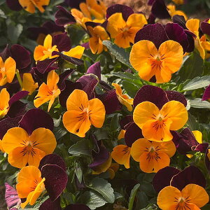 Ԃ̕c/rIF ق3-3.5|bg 12Zbg