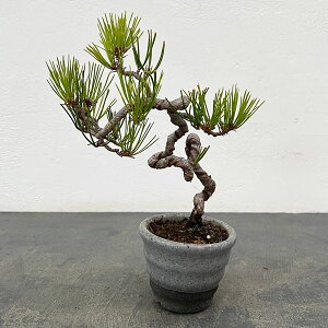 �A�J�}�c�i�ԏ��j�F���i�~�� 25-04