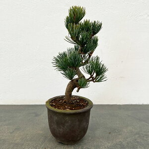 �S���E�}�c�i�ܗt���j�F���i�~�� 25-03