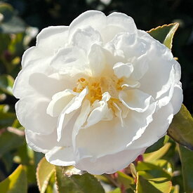 花木 庭木の苗/サザンカ(山茶花)：朝倉5号ポット