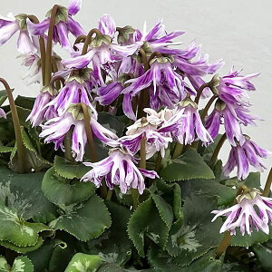 �V�N�������F�Ӓ��N���X�^�[�^5����