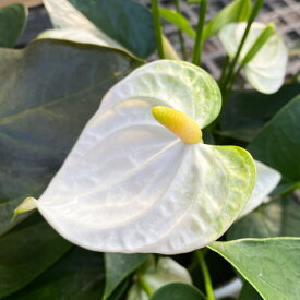 アンスリウム：ココス 6号イージーケアポット植え