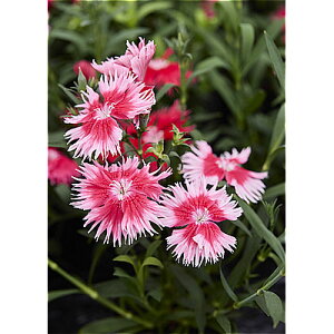 Ԃ̕c/[]_CATXFX[vEXJ[bgsReB3.5|bg 12Zbg