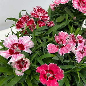 ���Ԃ̕c/[��������][�I���Z�[��]�i�킯��������j�_�C�A���T�X�F�_�C�A�i ���f�B�A���g�X�J�[���b�g3.5���|�b�g 12���Z�b�g