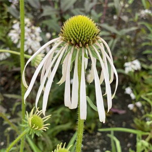 Ԃ̕c/[]GLiZAFp_ t_T[3-3.5|bg 12Zbg