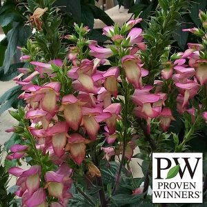 Ԃ̕c/[]nCubhWM^XFC~l[VtC3.5|bg 6Zbg