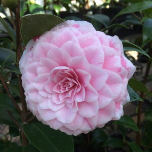 Ԗ ؂̕c/ցicoLjF܂ق 4|bg