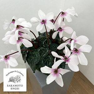 VNFI[gWCi25-02j5Ayi̔z