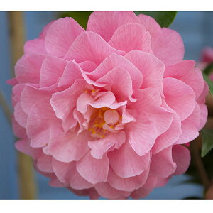 �Ԗ� ��؂̕c/�ցi�c�o�L�j�F�V���~�b�`�F�� 4���|�b�g