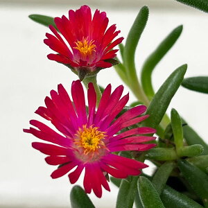 Ԃ̕c/}coMNFЂ܉ԉ h }[^3|bg 6Zbg