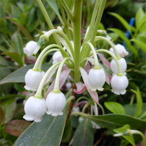 Ԗ ؂̕c/zRhE_ccWF3.5|bg