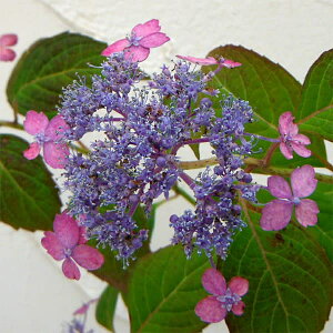 Ԗ ؂̕c/}AWTCF~TgUNij4|bg