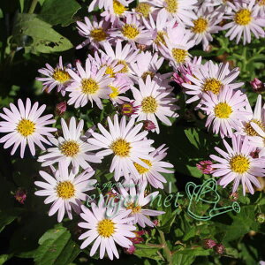 R쑐̕c/mRMNFԃmRMN R3|bg