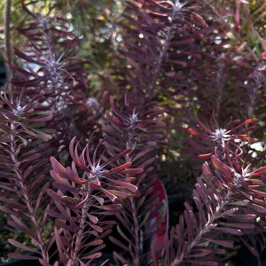 Ԗ ؂̕c/[JfhFp[vwCY 6A