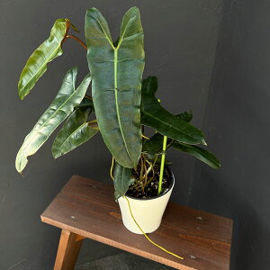 ϗtA/tBfhFubNrb^Girb^G×A^o|GZj 5A