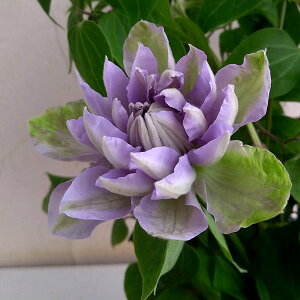 N}`X̕c/N}`XFfj[Y_u4|bg