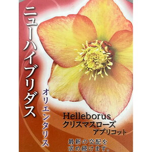 ̃NX}X[YFVO AvRbg3|bg