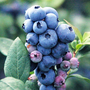 ʎ̕c/u[x[inCubVnjFXp^4|bg